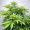Bay Haze feminisierte Samen (Delicious Seeds)