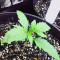 Gelato Auto feminisierte Samen (Fast Buds)