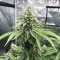 Insane OG (Herbies Seeds)