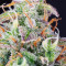 Lemon Pie Auto feminisierte Samen (Fast Buds)