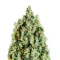 NL5 Haze Mist (GHS) Cannabis-Samen