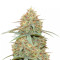 Original Auto Cheese (Fast Buds) Cannabis-Samen