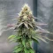 Royal Gorilla (RQS) Cannabis-Samen