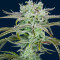 Strawberry Banana Auto feminisierte Samen (Fast Buds)