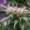 Super Mutant Mass (Critical Mass Collective Seeds) Cannabis-Samen