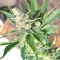 Super Sangria Skunk Autoflower feminisierte Samen (Seedkeepers)