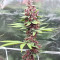 Tropicanna Poison F1 Fast Version feminisiertes Saatgut (Sweet Seeds)