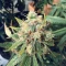 White Gold (Expert Seeds) Cannabis-Samen