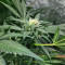 The White Fire OG feminisierte Samen (Seedkeepers)