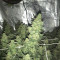 Zombie Death Fuck (BlimBurn Seeds) Cannabis-Samen