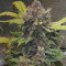 Original Auto Chemdawg (Fast Buds) Cannabis-Samen
