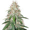 Blackberry Gum Autoflower feminisierte Samen
