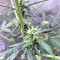 Cookies and Cream Strain
