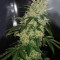 Diesel Auto (G13 Labs) Cannabis-Samen