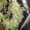 G Force (Flying Dutchmen) Cannabis-Samen