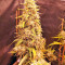 Golden Tiger regular (Ace Seeds) Cannabis-Samen