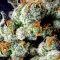 Grape Inferno regular (TGA Subcool Seeds / SubCool’s The Dank) Cannabis-Samen