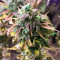 Laughing Buddha feminisierte Samen (Barney’s Farm)