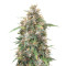 Malawi x Panama (Ace Seeds) Cannabis-Samen