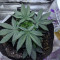 Outdoor Hurricane (Kera Seeds) Cannabis-Samen
