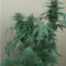 Tikal (Ace Seeds) Cannabis-Samen