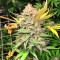 Grandaddy Banner feminisierte Samen (AlphaFem Seeds)