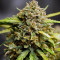 Original Auto Northern Lights (Fast Buds) Cannabis-Samen