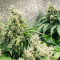 Purple Haze 1 (Positronics Seeds) Cannabis-Samen