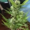 West Coast O.G. Auto (Fast Buds) Cannabis-Samen zu verkaufen