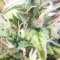 Gelato Auto Cannabis-Samen Kaufen