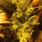 Gelato Auto Cannabis-Samen Kaufen