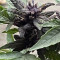 CBD Auto Blackberry Kush (Dutch Passion) Cannabis-Samen