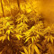 Sunset Sherbet (Pyramid Seeds) Cannabis-Samen zu verkaufen