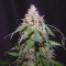 Amnesia Autoflower Cannabis-Samen Kaufen