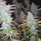 Green Gelato (RQS) Cannabis-Samen zu verkaufen