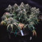 Wedding Cake Auto (Barney's Farm) Cannabis-Samen zu verkaufen