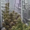 Kaufe Runtz Autoflower Samen feminisiert von EGS
