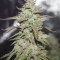 Auto Cinderella Jack Cannabis-Samen Kaufen