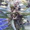 Pineapple Glue (Advanced Seeds) Cannabis-Samen zu verkaufen