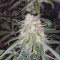 Fruit Punch Auto (Heavyweight Seeds) Cannabis-Samen zu verkaufen
