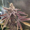 Purple Punch Cookies (Original Sensible Seeds) Cannabis-Samen zu verkaufen