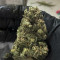 Tangerine Dream (Barney's Farm) Cannabis-Samen zu verkaufen