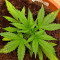 Kaufe Skywalker Haze Samen feminisiert von Dutch Passion