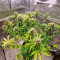 Cookies Gelato (RQS) Cannabis-Samen