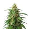 Auto #1 (Auto Seeds) Cannabis-Samen