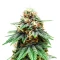 Banana Cream OG (Original Sensible Seeds)