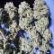 Banana Punch Samen feminisiert (Barney's Farm)
