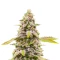 Cinderella 99 feminisierte Samen (Brothers Grimm Seeds)
