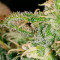 Girl Scout Cookies feminisierte Samen (Garden of Green)