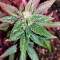Gorilla Auto (GG#4 Original Glue Auto) (Expert Seeds) Cannabis-Samen